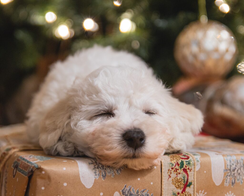 kerstcadeau hond